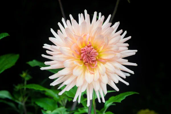 Vackra dahlia blomma — Stockfoto