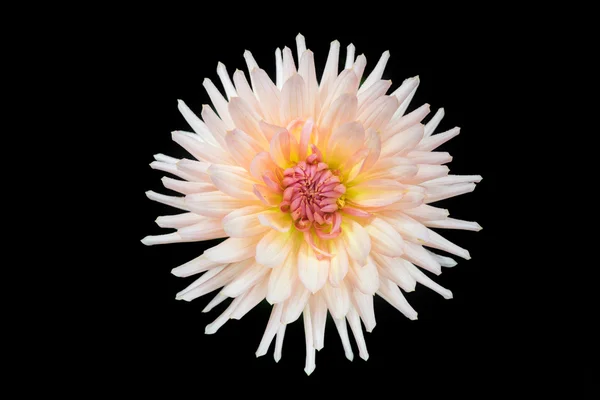 Belle fleur de dahlia isolée — Photo