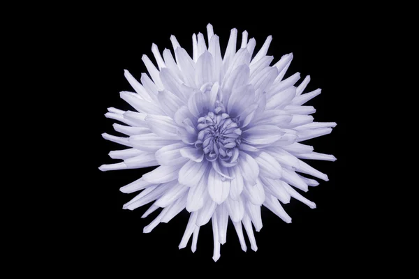 Hermosa flor de dalia púrpura aislado — Foto de Stock