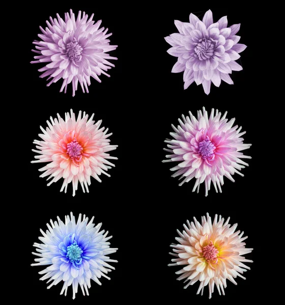 Красивый набор цветов георгины — стоковое фото