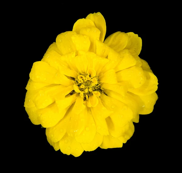 Belle fleur jaune — Photo