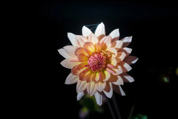 Bellissimo fiore di dalia — Foto Stock