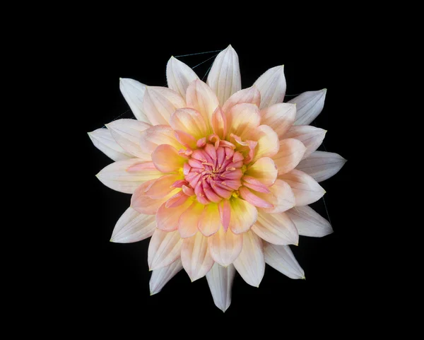 Beautiful dahlia flower — Stock Photo, Image