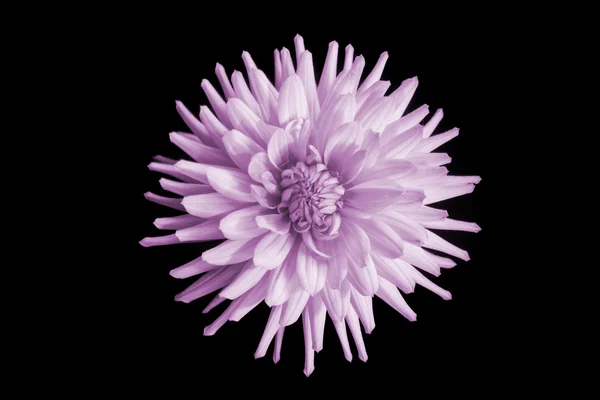 Beautiful pink dahlia flower — Stock Photo, Image