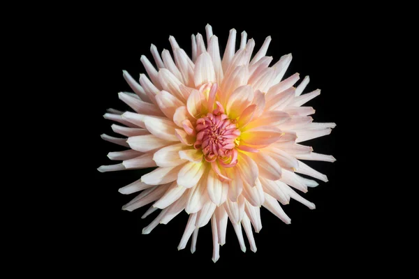 Hermosa flor de dalia rosa — Foto de Stock