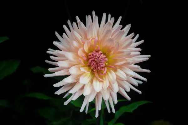 Vacker rosa dahlia blomma — Stockfoto