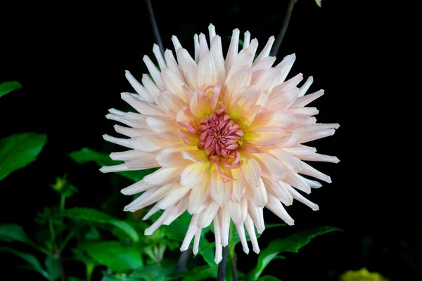 Vacker rosa dahlia blomma — Stockfoto