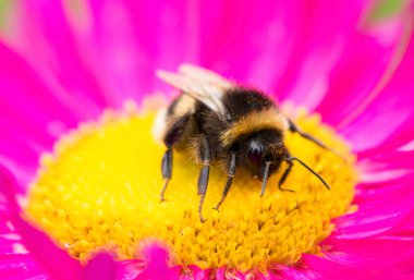 Aster çiçek üzerinde oturan bir yaban arısı