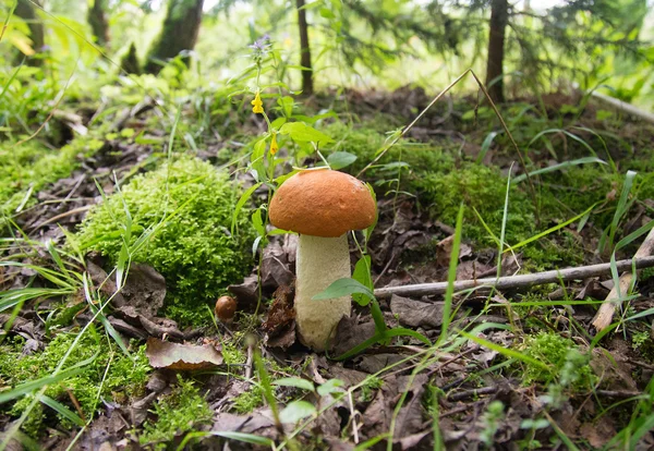 Oranje-cap boletus — Stockfoto