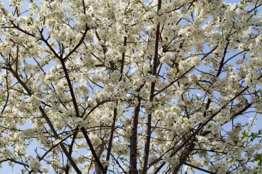 Çiçek açan kiraz ağacı