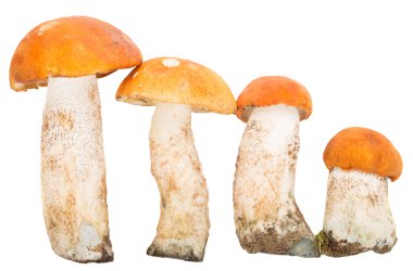 Turuncu-cup boletuses bir satırı