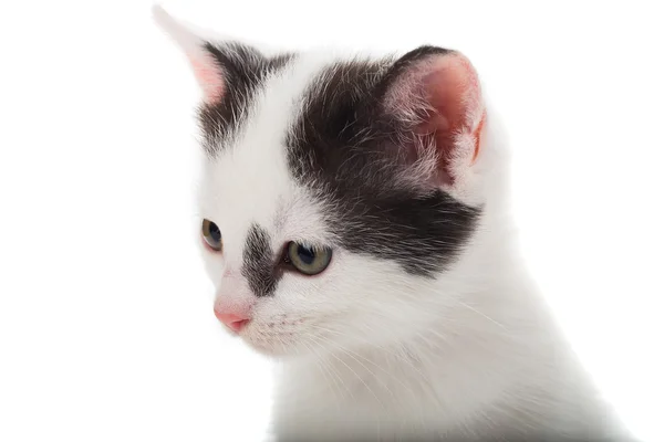 Retrato de un gato — Foto de Stock