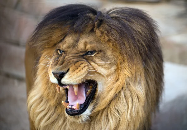 Lion with opened mouth — Stock Photo, Image