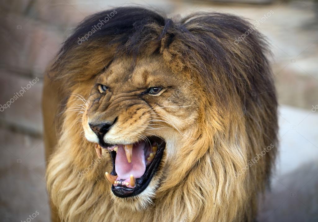 Lion En Colere Images Libres De Droit Photos De Lion En Colere Depositphotos Lion En Colere Images Libres De Droit Photos De Lion En Colere Depositphotos