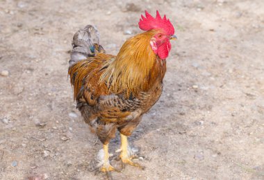 bahçede güzel horoz