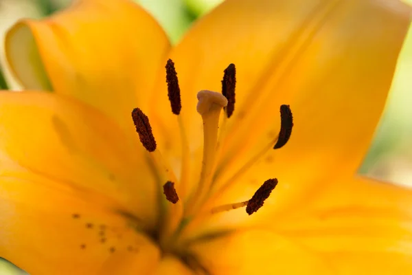 Orange lily, macro — Stock Photo, Image