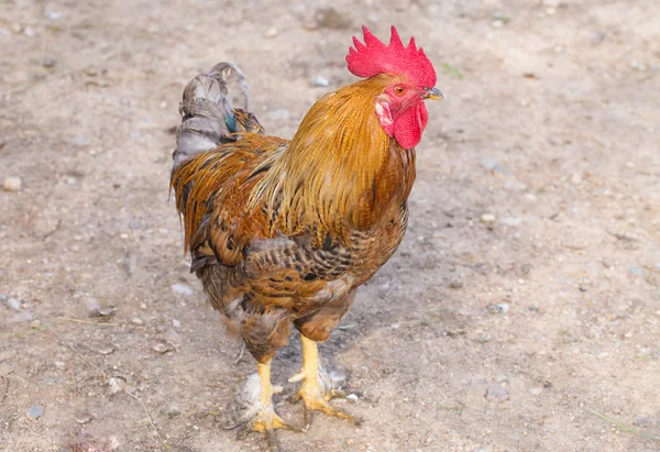 bahçede güzel horoz