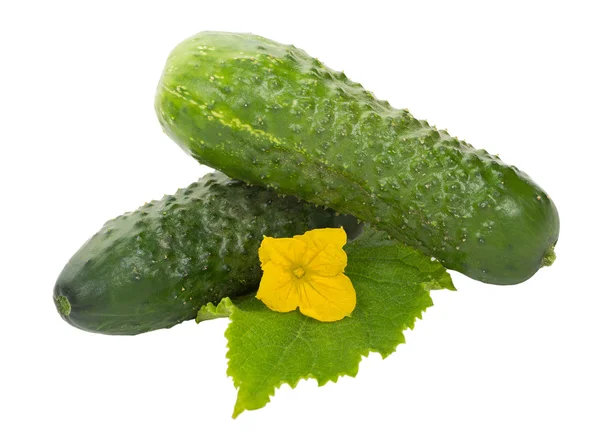 Twee komkommers met blad — Stockfoto
