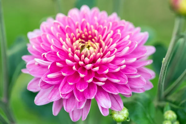 Flor de crisantemo grande —  Fotos de Stock