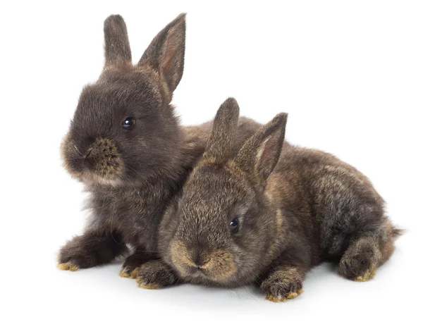Dois coelhos cinzentos — Fotografia de Stock