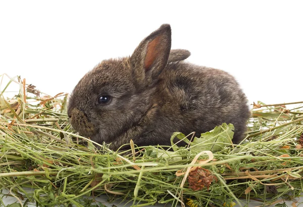 Kleine konijn zit in het hooi — Stockfoto