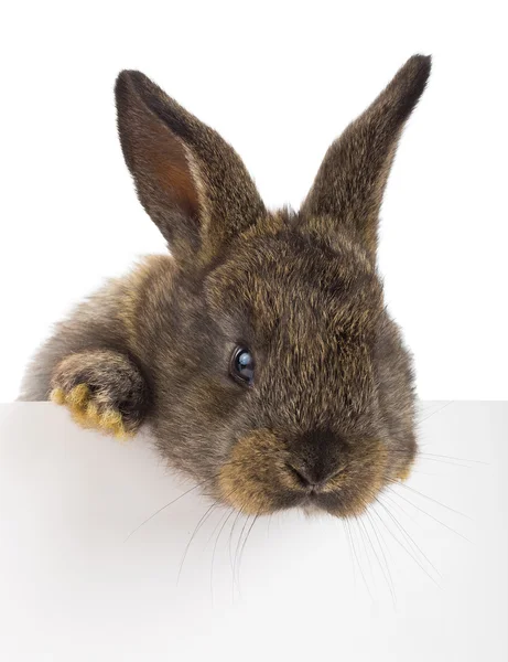 Rabbit with blank billboard — Stock Photo, Image