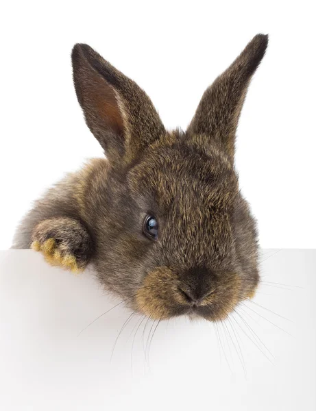 Konijn met lege billboard — Stockfoto