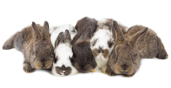 Fünf kleine Kaninchen — Stockfoto