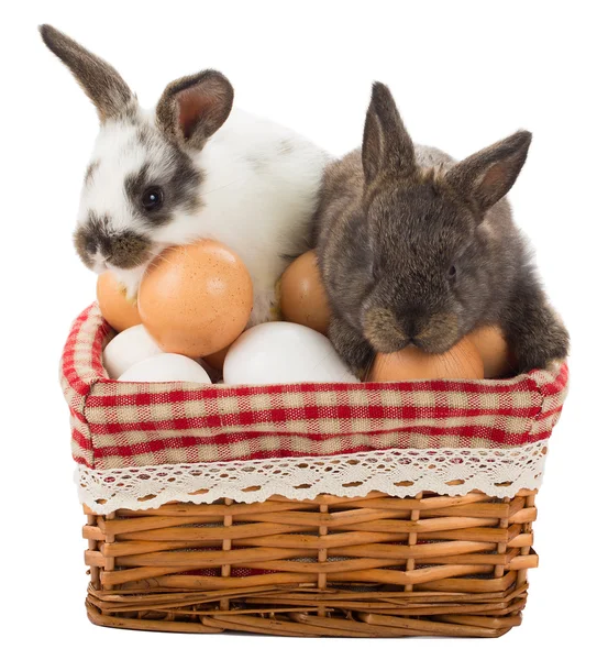 Dva králíky v koši s vejci — Stock fotografie