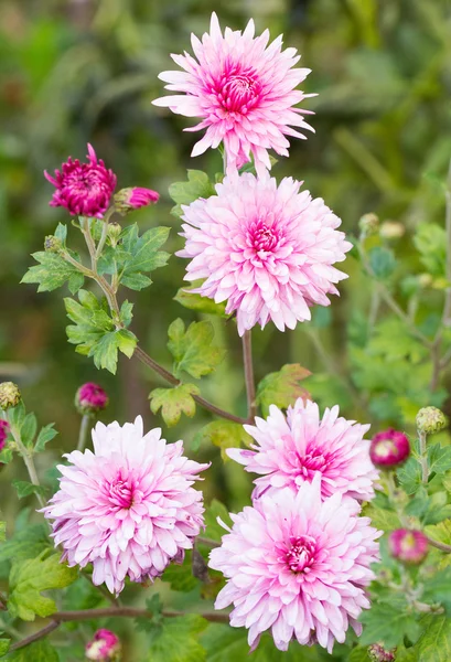 Pink chrysanthemum flowers — Stock Photo, Image