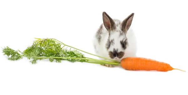 Coniglio con carota — Foto Stock