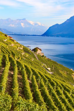 Leman Gölü (Cenevre Gölü) üzerindeki Lavaux bölgesinin üzüm bağları)