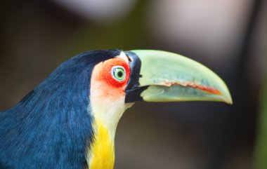 Vahşi doğada renkli tukan