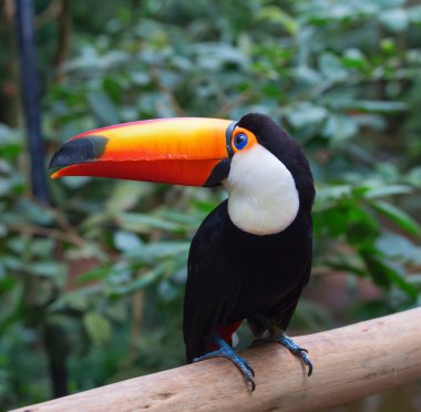 Genç yeşil büyük kuş kafesi tucan fatura