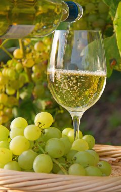 Lavaux bölge, İsviçre asma üretim merkezi