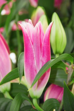 Sommer çiçek bahçesinde