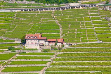 Lavaux bölge, İsviçre asma üretim merkezi
