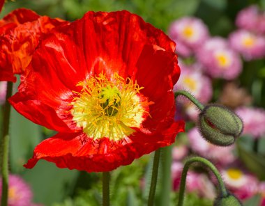 Bahçede yaz çiçekleri