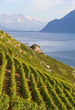Asma üretim İsviçre Lavaux Bölge Merkezi