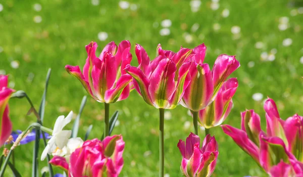 Letní květiny v zahradě — Stock fotografie