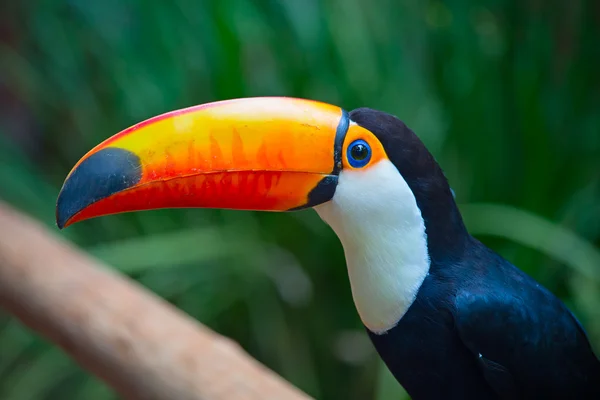 Young green billed tucan in the aviary — Stock Photo, Image