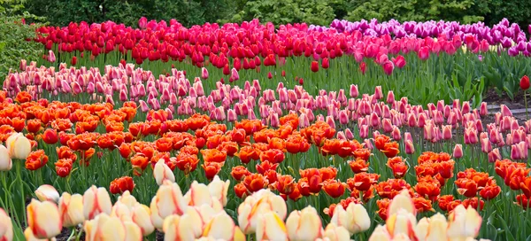 Sommer flower in the garden — Stock Photo, Image