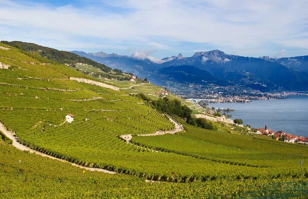 Vignobles Région Lavaux Sur Lac Léman Lac Genève — Photo