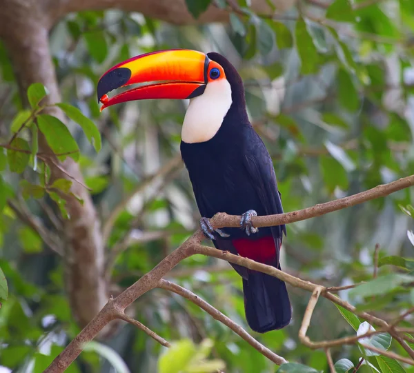 Young green billed tucan in the aviary — Stock Photo, Image