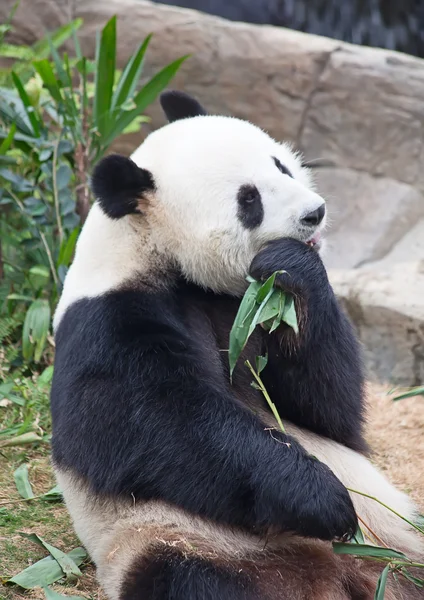 自然界中可爱的动物 — 图库照片