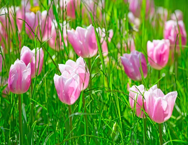 Fiore estivo in giardino — Foto Stock