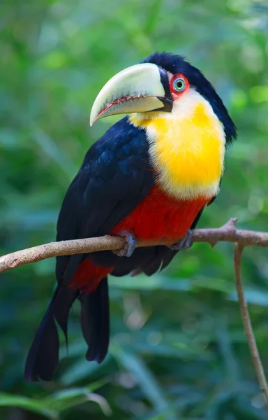 Kleurrijk tucan in het wild — Stockfoto