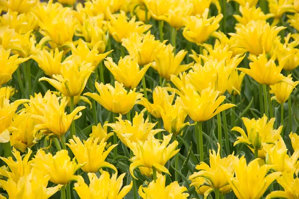 Sommerblume im Garten — Stockfoto