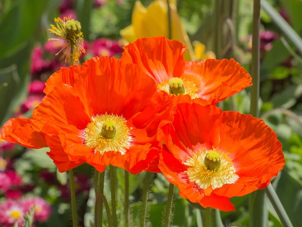 Sommer bloem in de tuin — Stockfoto