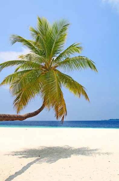 Isola Delle Maldive Paradiso Tropici — Foto Stock